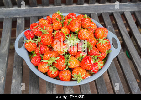 Ein Sieb von Erdbeeren auf einem hölzernen Gartenbank nach der Ernte in einem Garten. Stockfoto