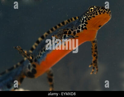 Bergmolch Ichthyosaura Alpestris, Stockfoto