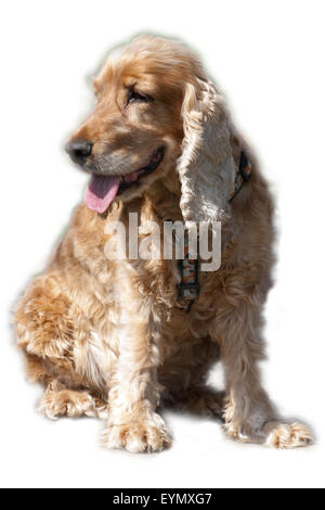 Cocker Spaniel, Roter Cocker-Spaniel Stockfoto