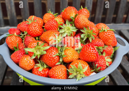 Ein Sieb von Erdbeeren auf einem hölzernen Gartenbank nach der Ernte in einem Garten. Stockfoto