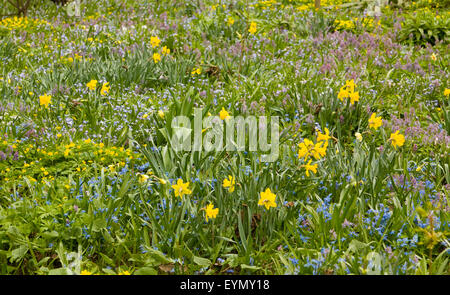 gelbe Narzisse und ersten Frühling Blumen - blau Scilla Siberica und lila Corydalis im Park. Stockfoto