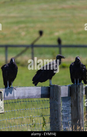 Mönchsgeier (Coragyps Atratus), Erwachsene thront, Lancaster County, PA USA. Stockfoto