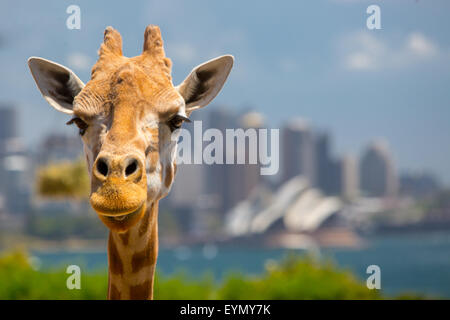 Giraffen im Taronga Zoo mit Blick auf Sydney Harbour und die Skyline an einem klaren Sommertag in Sydney, Australien Stockfoto