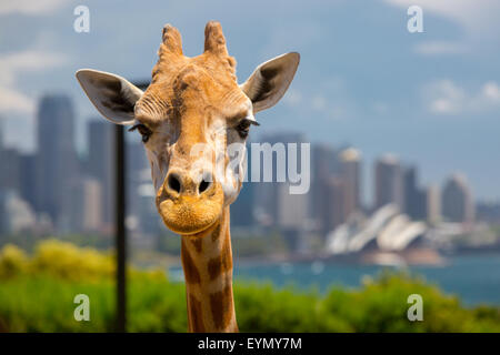 Giraffen im Taronga Zoo mit Blick auf Sydney Harbour und die Skyline an einem klaren Sommertag in Sydney, Australien Stockfoto