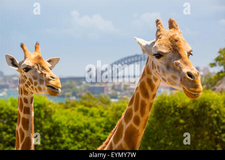 Giraffen im Taronga Zoo mit Blick auf Sydney Harbour und die Skyline an einem klaren Sommertag in Sydney, Australien Stockfoto