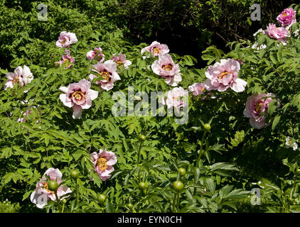 Fehler Strauch baumartig Pfingstrose mit vielen rosa Blüten. Stockfoto