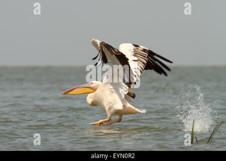 großer Pelikan (Pelecanus Onocrotalus) ausziehen aus der Wasser-Oberfläche, Donaudelta, Rumänien Stockfoto