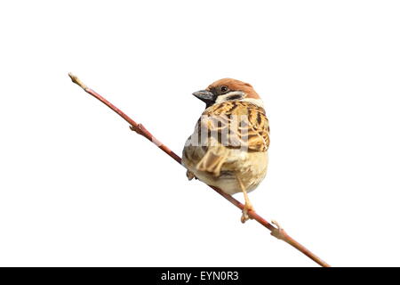 männlicher Haussperling (Passer Domesticus) auf Zweig, isoliert auf weißem Hintergrund Stockfoto