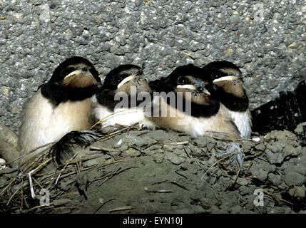 Jungschwalben Stockfoto