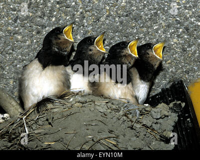 Jungschwalben; Schwalben; Fuettern; Stockfoto