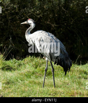 Kranich Grus grus Stockfoto