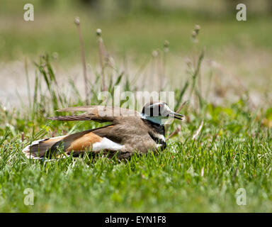 Mama Killdeer spielt gebrochenen Flügel um uns weg von ihrem Nest zu zeichnen. Stockfoto