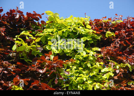 Buchenhecke. Kupfer- oder Purpurbuche (Fagus sylvatica Purpurea), eingestreut mit Buche (Fagus sylvatica), Dorset, England Stockfoto