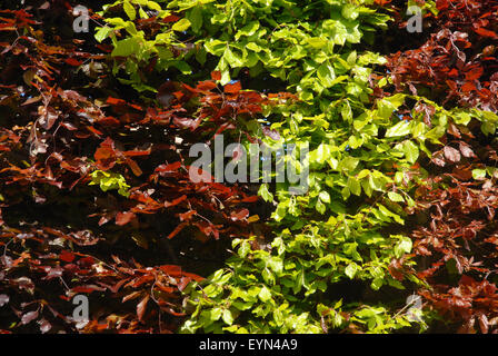 Beech Hedge. Europäische Buche, Fagus Sylvatica und lila Buche, Fagus Sylvatica Atropurpurea Stockfoto
