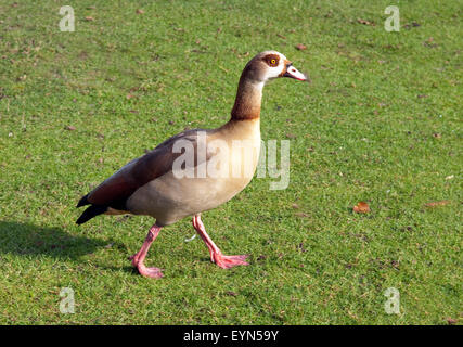 Nilgans, Alopochen aegyptiacus Stockfoto