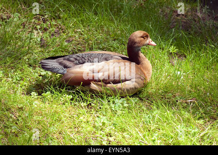 Nilgans, Alopochen Aegyptiacus, Stockfoto