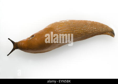 Rote Wegschnecke, Nacktschnecke, Stockfoto