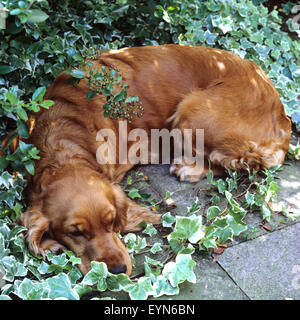 Cocker Spaniel, Roter, Cocker-Spaniel, Stockfoto