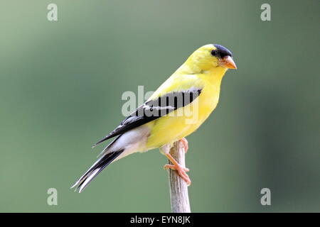 Eine männliche amerikanische Stieglitz (Zuchtjahr Tristis) im hellen gelb Sommer Zucht Gefieder, hocken auf einem Ast. Stockfoto