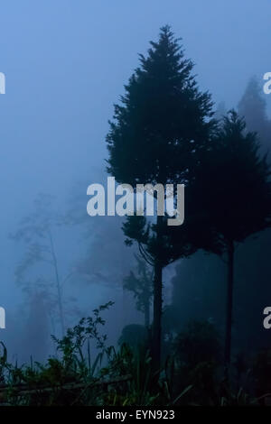 Pinien zu kopieren, wie durch Nebel und Dunst, Raum Stockfoto