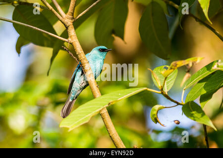 Kleiner Vogel, Verditer Flycatcher thront auf einem Ast mit Textfreiraum Stockfoto