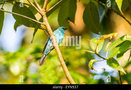 Kleiner Vogel, Verditer Flycatcher thront auf einem Ast mit Textfreiraum Stockfoto