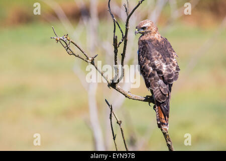 Ein rot - angebundener Falke sitzt auf einem Toten Ast auf der Suche nach Beute. Stockfoto