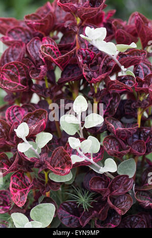 Helichrysum Petiolare kriechen durch Iresine Herbstii "Brilliantissima". Stockfoto