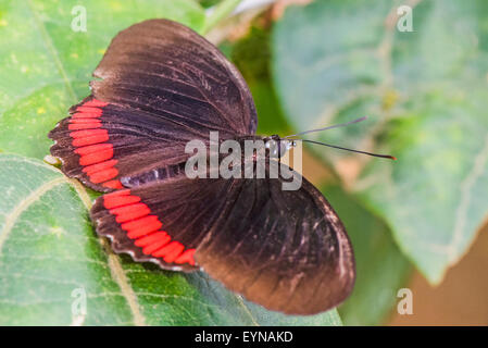 Ein Schmetterling rot Felge in Ruhe Stockfoto