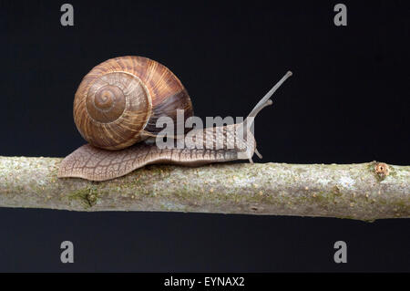 Weinbergschnecke Helix Pomatia, Schnecke, Stockfoto