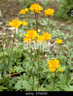 Deutsch-Trollblume, Asiatische Stockfoto