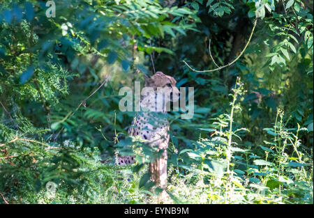 Reservieren Sie Port Lympne, Lympne, Kent - 1 Aug 2015.im Zuge der Cecil dem Löwen Tod wie wichtig ist es für Exspose Kleinkinder Tier behält sich vor, lehrt sie die Importants Widelife Erhaltung. Stockfoto