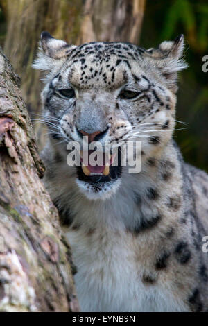 Reservieren Sie Port Lympne, Lympne, Kent - 1 Aug 2015.im Zuge der Cecil dem Löwen Tod wie wichtig ist es für Exspose Kleinkinder Tier behält sich vor, lehrt sie die Importants Widelife Erhaltung. Stockfoto