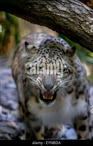 Reservieren Sie Port Lympne, Lympne, Kent - 1 Aug 2015.im Zuge der Cecil dem Löwen Tod wie wichtig ist es für Exspose Kleinkinder Tier behält sich vor, lehrt sie die Importants Widelife Erhaltung. Stockfoto