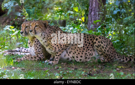 Reservieren Sie Port Lympne, Lympne, Kent - 1 Aug 2015.im Zuge der Cecil dem Löwen Tod wie wichtig ist es für Exspose Kleinkinder Tier behält sich vor, lehrt sie die Importants Widelife Erhaltung. Stockfoto