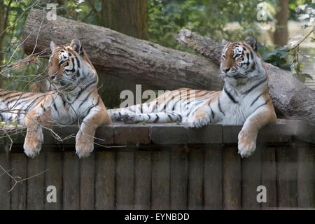 Reservieren Sie Port Lympne, Lympne, Kent - 1 Aug 2015.im Zuge der Cecil dem Löwen Tod wie wichtig ist es für Exspose Kleinkinder Tier behält sich vor, lehrt sie die Importants Widelife Erhaltung. Stockfoto