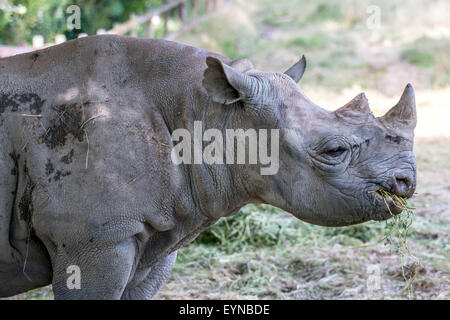 Reservieren Sie Port Lympne, Lympne, Kent - 1 Aug 2015.im Zuge der Cecil dem Löwen Tod wie wichtig ist es für Exspose Kleinkinder Tier behält sich vor, lehrt sie die Importants Widelife Erhaltung. Stockfoto