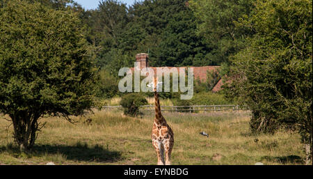 Reservieren Sie Port Lympne, Lympne, Kent - 1 Aug 2015.im Zuge der Cecil dem Löwen Tod wie wichtig ist es für Exspose Kleinkinder Tier behält sich vor, lehrt sie die Importants Widelife Erhaltung. Stockfoto