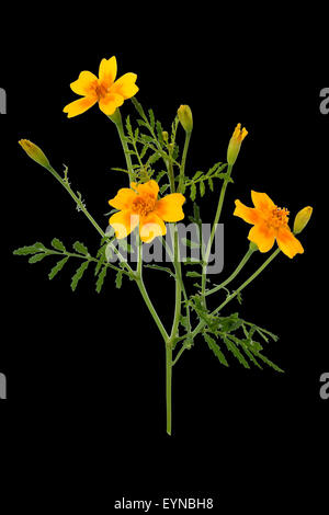 Gewuerztagetes; Tagetes tenuifolia Stockfoto