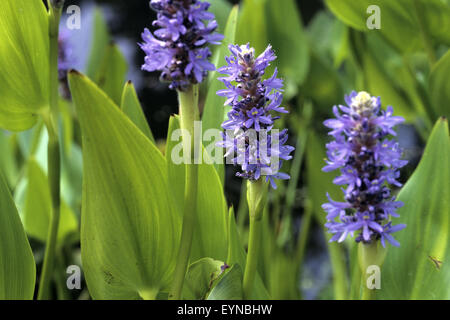 Hechtkraut, Pontederia Cordata, Wasserpflanzen- Stockfoto