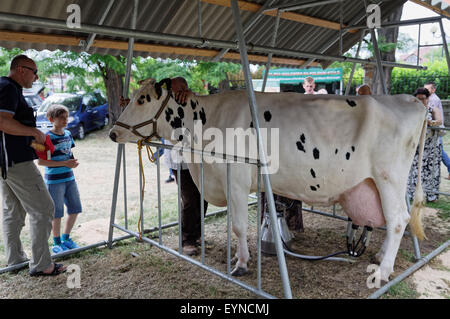 Kuh am Bauernhof-General Viehzucht Rinder Konzept Stockfoto