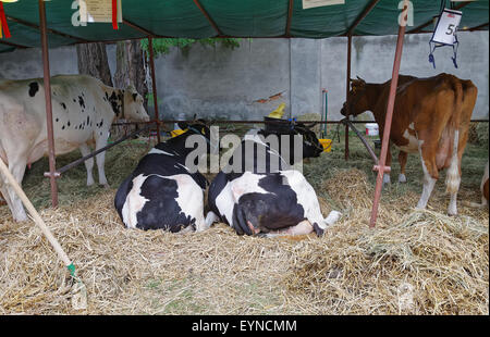 Kuh am Bauernhof-General Viehzucht Rinder Konzept Stockfoto