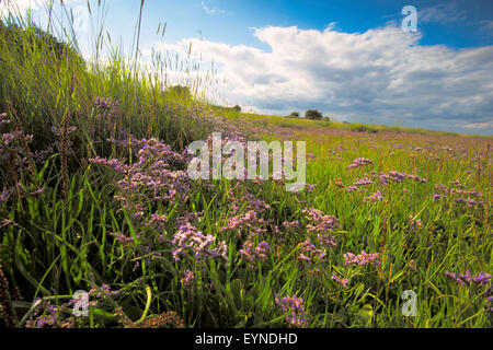 Strandflieder (Limonium Vulgare) auf einem Salz-Sumpf. Stockfoto