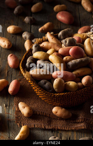 Rohe organische Fingerling Kartoffeln in einem Korb Stockfoto