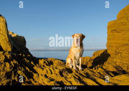 Indy ist eine Kreuzung zwischen einem Labrador und einem Border Collie, und sie hatte nur einen Vormittag am Strand schwimmen. Stockfoto