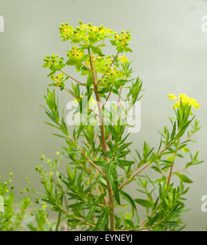 Sumpfwolfsmilch, Euphorbia Palustris, Wolfsmilch, Wasserpflanzen Stockfoto