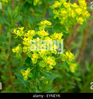 Sumpfwolfsmilch; Euphorbia Palustris; Stockfoto