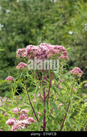 Wasserdost, Kunigundenkraut, Eupatorium cannabinum Stockfoto