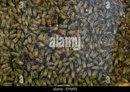 Honigbienen umgeben eine Königin (mit blauem Punkt auf dem Thorax). Stockfoto