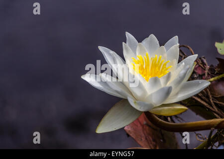 Schöne gelbe und Weiße Seerose Blume Stockfoto